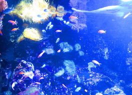 シーライフ シドニー水族館