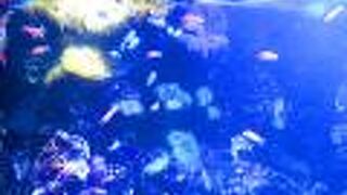 シーライフ シドニー水族館