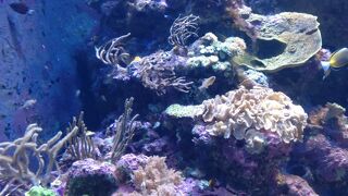 アジア最大級？