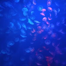 シーアクアリウム_水槽3