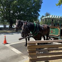 馬二頭が引いてくれる馬車です