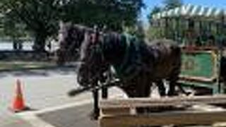 スタンレー パーク 馬車ツアー