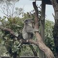 コアラを見に