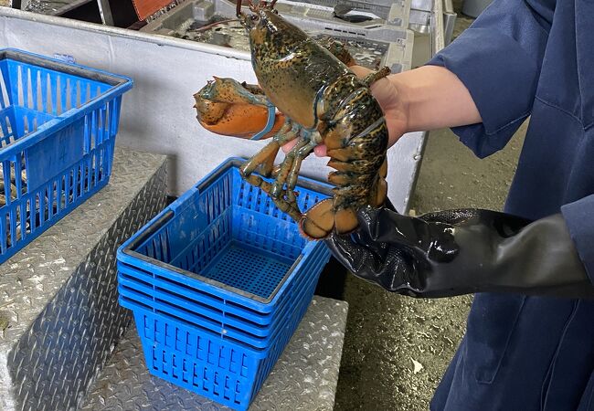 ザ ロブスターマン