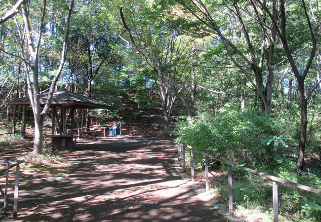 散歩に最適です