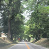 道路のわきに盛り上がっている土手に植えられている杉並木は独特の風景です