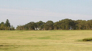 猛禽のノスリが見られました。