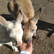 カヴァシャム ワイルドライフ パーク