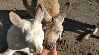 カヴァシャム ワイルドライフ パーク