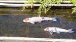 上郡地区 鯉の泳ぐ町並み