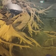 魚津埋没林博物館