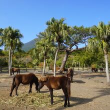 開聞山麓自然公園