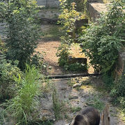 かわいいクマさんたち