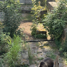 クマ園