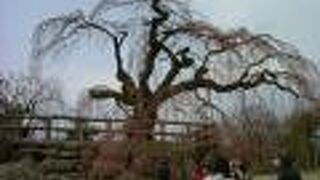 弘前さくらまつり2025