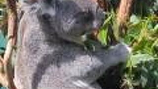 ローンパインコアラパーク