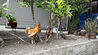 子供の合格祈願にて