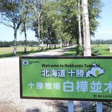 十勝牧場 白樺並木