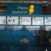 タツノオトシゴを養殖するという変わった施設