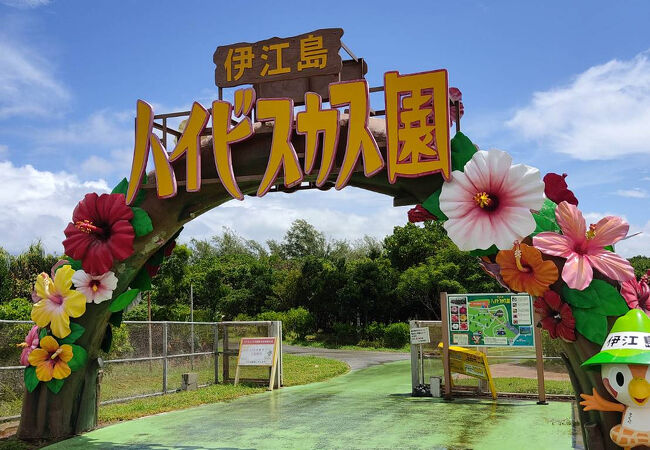 伊江島ハイビスカス園