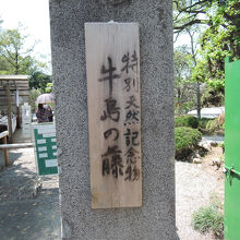 牛島の藤 (藤花園)