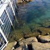 シュノーケリング