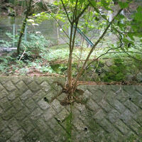 「【禁煙】和室10畳バス無し」からの眺めです。