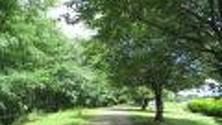 桜並木の道です