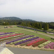 徳島から姫路城へ向かう途中に立ち寄った、淡路島の花畑