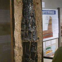 化石林の一部・・・