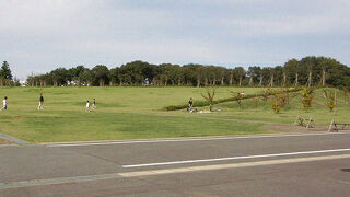 オシドリが見られました。