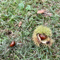 散歩道。栗拾いができた