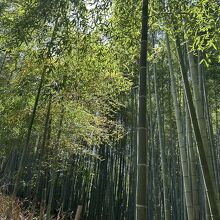 かぐや姫がいそうな美しい竹林