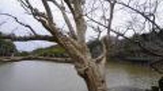 浮見堂のサルスベリ
