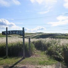 駐車場の横にあった、すすきの迷路