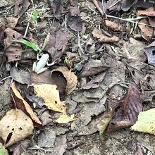 白い？カエルに出会えました