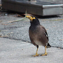 カバイロハッカ