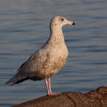 シロカモメ若鳥