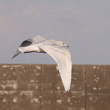 シロカモメ成鳥