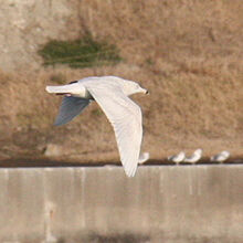 シロカモメ成鳥