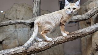 稀少動物がいる。ショーが面白い。