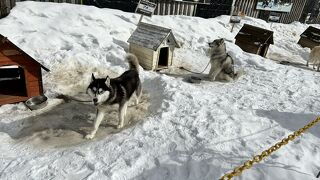 動物との距離が激近な施設