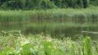 アオアシシギが見られました。