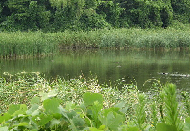 東京港野鳥公園