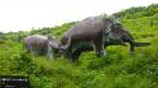 佐川ナウマンカルスト