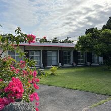 ブーゲンビリアが沖縄らしい