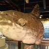 水の無い水族館として700種4000点の魚介類の剥製が展示されている。建物は明治時代に建てられ、使われなくなった酒蔵を改修したものです。