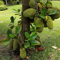 庭に成っていたジャックフルーツ