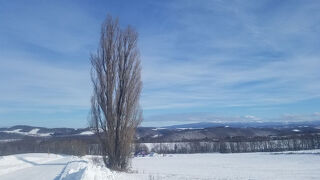 美瑛の丘の有名スポットの一つ