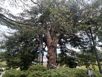 小田原城跡のイヌマキ